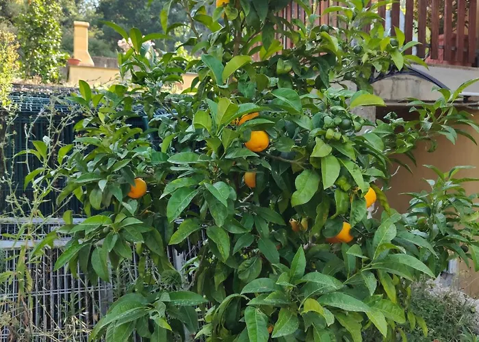 Il Melarancio 住宿加早餐酒店